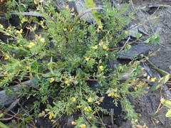 Crotalaria hyssopifolia