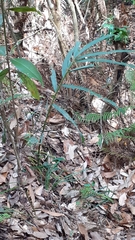 Hedychium spicatum