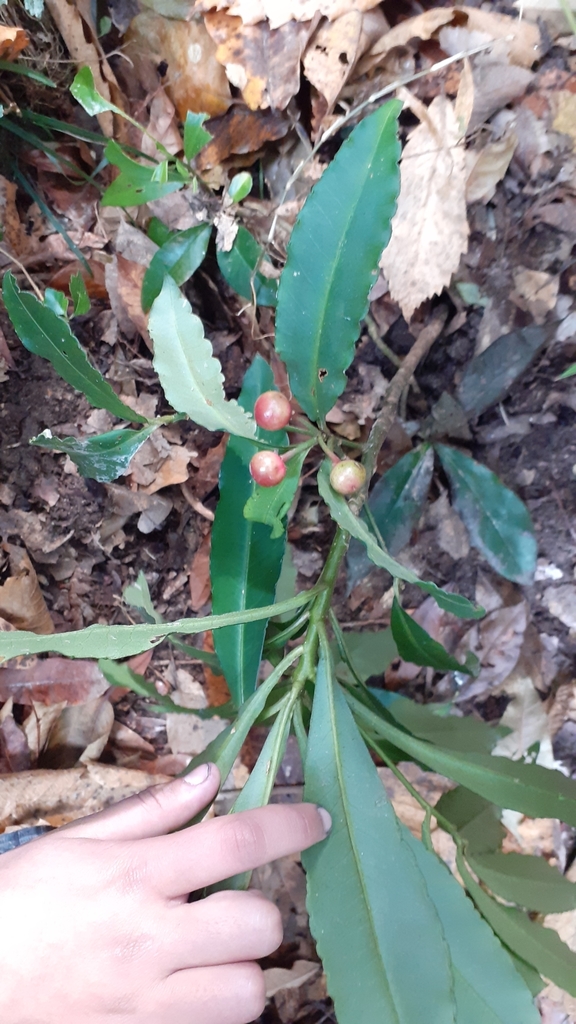 Ardisia macrocarpa