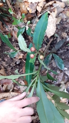 Ardisia macrocarpa