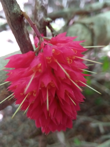 Combretum macrocalyx
