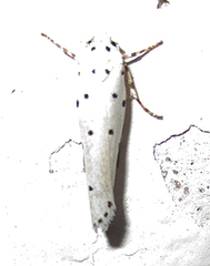 Ethmia coscineutis