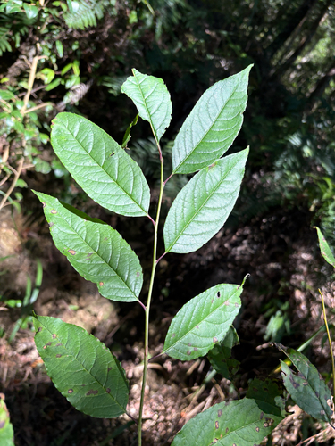 Ilex micrococca, photograph 4