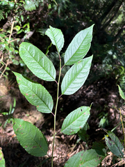 Ilex micrococca, photograph (c) 黃美滿, some rights reserved (CC BY)