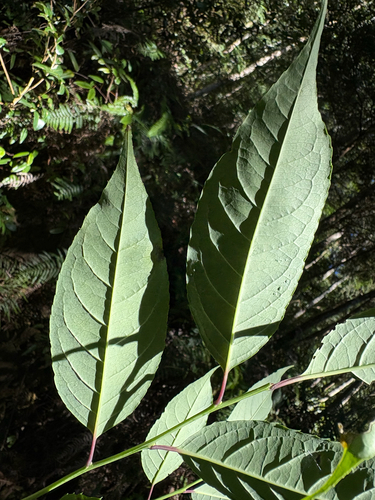 Ilex micrococca, photograph 6
