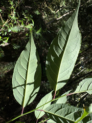 Ilex micrococca, photograph (c) 黃美滿, some rights reserved (CC BY)