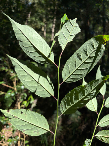 Ilex micrococca, photograph 5