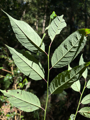 Ilex micrococca, photograph (c) 黃美滿, some rights reserved (CC BY)