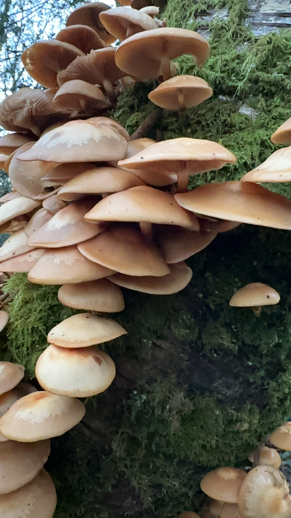 Kuehneromyces mutabilis · November 2025 · photo: © longshanksdude (iNaturalist, cc0)