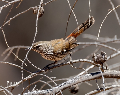 Shy Heathwren