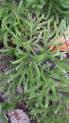 Lycopodium japonicum