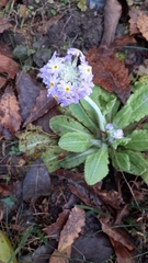 Primula denticulata