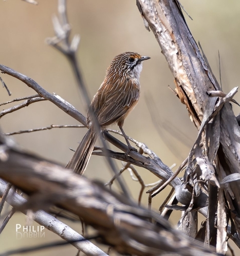 Striated Grasswren
