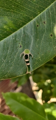 Polyura delphis