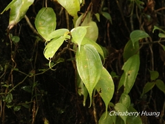 Pilea plataniflora