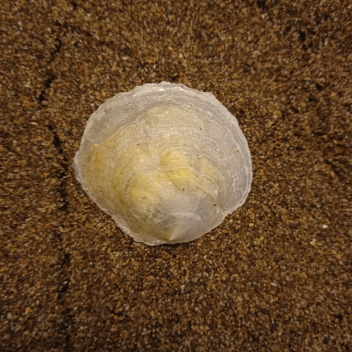 Anomia ephippium
