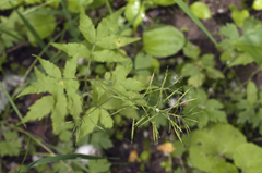 Cardamine leucantha