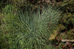 Aciphylla glaucescens