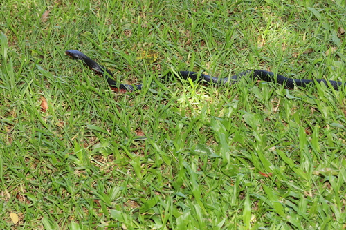 Red-bellied Black Snake sighting