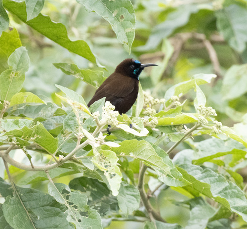 Green-throated Sunbird (Chalcomitra rubescens), photo 9