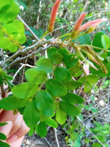 Chadsia coluteifolia image