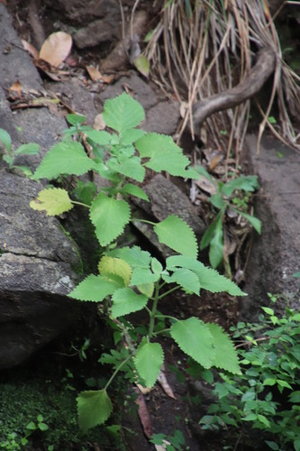 Image of Coleus hereroensis by (c) Tony Rebelo, some rights reserved (CC BY-SA)