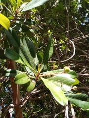 Droceloncia rigidifolia