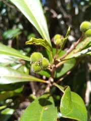 Droceloncia rigidifolia