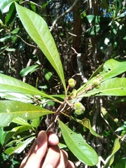 Droceloncia rigidifolia