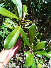 Droceloncia rigidifolia