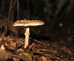 Amanita karea