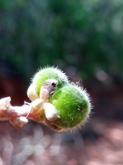 Droceloncia rigidifolia