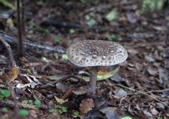 Amanita karea