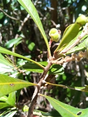Droceloncia rigidifolia