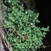 Oldenlandia tenella - Photo (c) Tony Rebelo, algunos derechos reservados (CC BY-SA), subido por Tony Rebelo