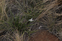 Xerophyta adendorffii