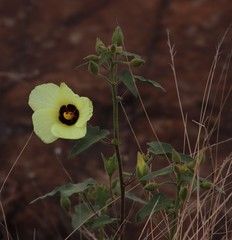 Hibiscus engleri