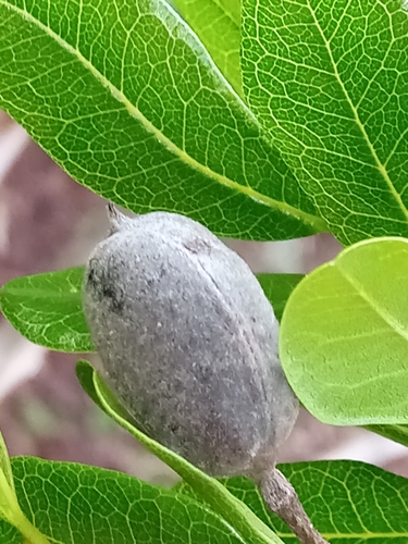 Baudouinia fluggeiformis