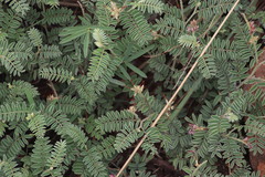 Indigofera oxytropis