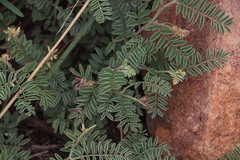 Indigofera oxytropis