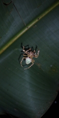 Eriophora