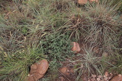 Indigofera oxytropis