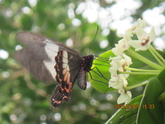 Parides ascanius