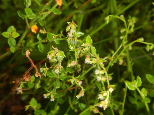 Gonocarpus teucrioides (Gonocarpus teucrioides)