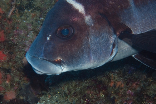 Whitebarred rubberlips (Plectorhinchus playfairi) — Haemulidae — 4