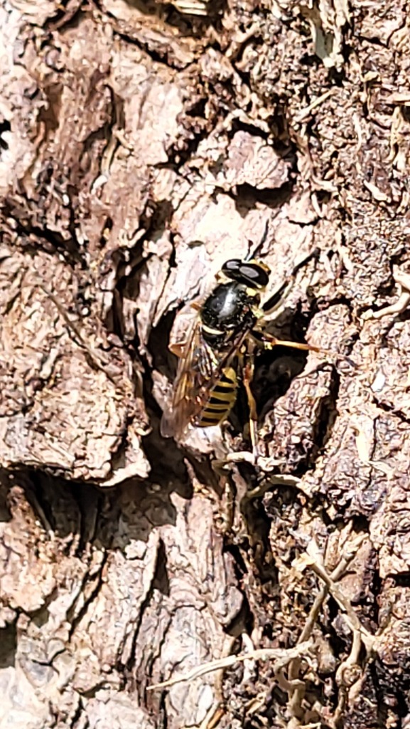 Patton's Yellowjacket Fly