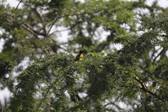 Ploceus cucullatus bohndorffi