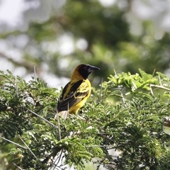 Ploceus cucullatus bohndorffi