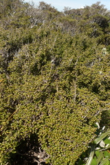 Coprosma pseudocuneata