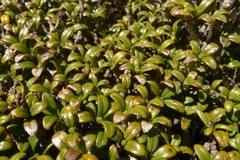 Coprosma pseudocuneata